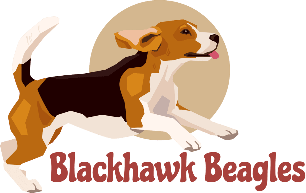 Beagle Breeder | Southeast - Blackhawk Beagles